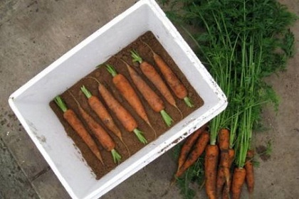 Где хранить морковь в квартире в фото