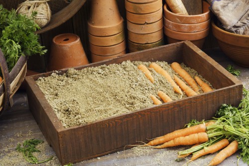Морковь в ящике с песком