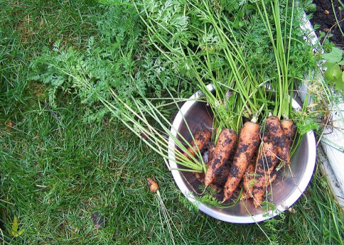 Собранная морковь