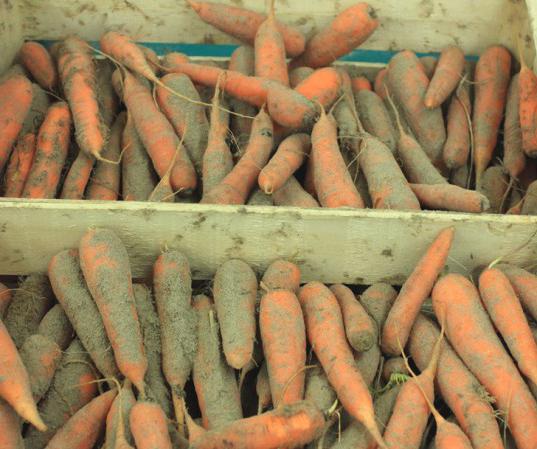 хранение моркови в погребе