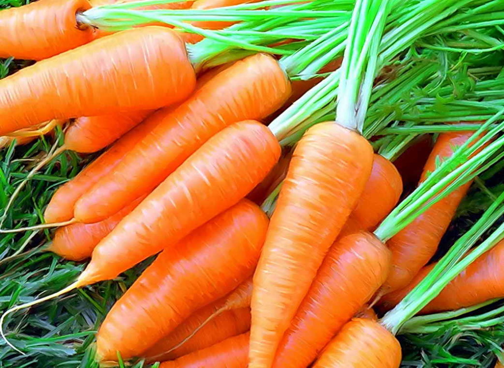 Как хранить морковь в теплом погребе зимой