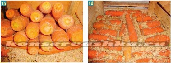 как хранить морковь в опилках
