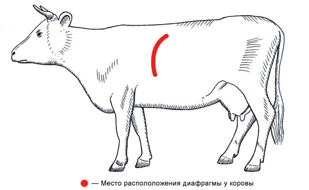 Популярно о мясе: Как выбрать, сохранить и даже улучшить уже купленное мясо. Изображение № 1.