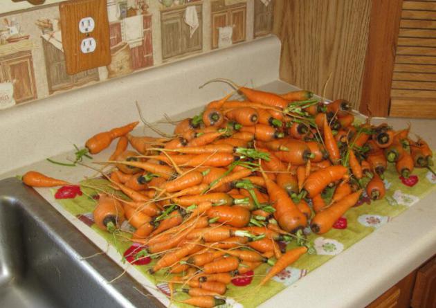 Как сохранить морковь в погребе