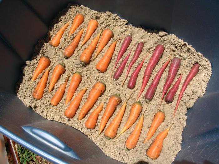 Как сохранить морковь в погребе до весны