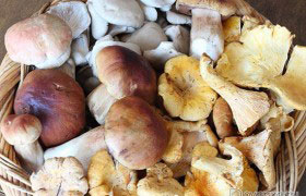 Жареные белые грибы в банках на зиму