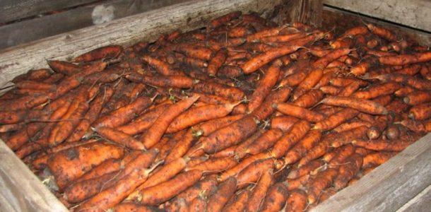 как правильно хранить морковь
