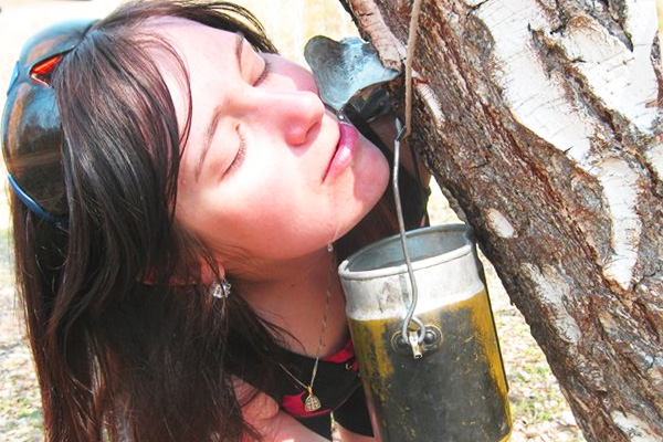 Березовый сок натуральный - польза для организма