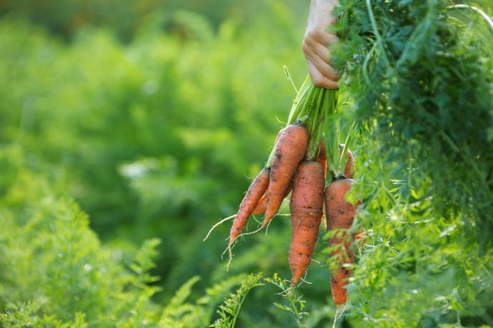 Убирать урожай моркови нужно своевременно, что позволит хранить выкопанную овощную культуру длительное время без потерь