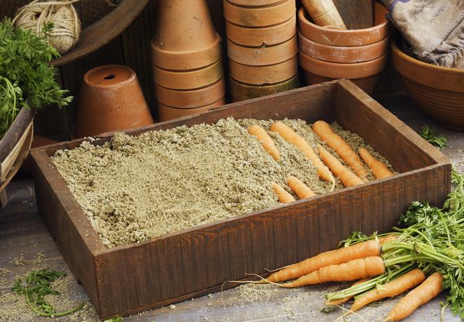 Как хранить морковь в песке