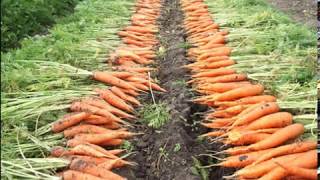 Всё о хранении моркови - как хранить морковь зимой