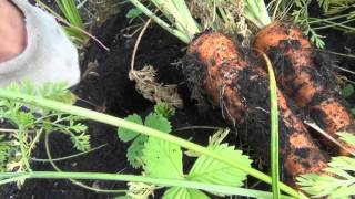 Как сохранить морковку зимой урожай морковки