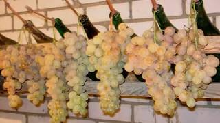 Как сохранить виноград на зиму свежим - Как хранить виноград в домашних условиях