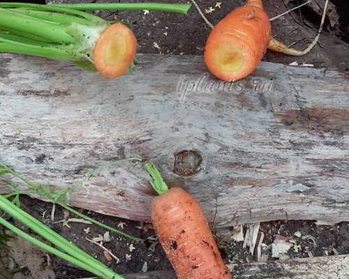 правильная обрезка ботвы у моркови