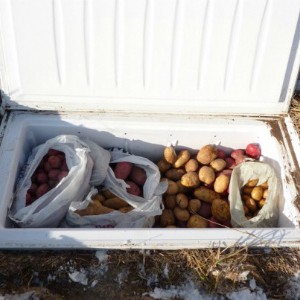 хранение овощей зимой в морозилке