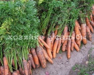 Как хранить морковь правильно.