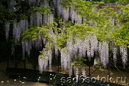 Глициния пышноцветная, или обильноцветущая (Wisteria floribunda)