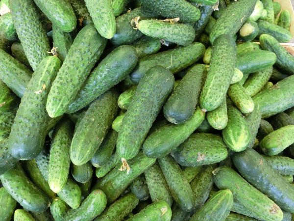 cucumbers-379886_960_720