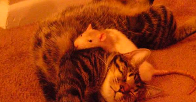 Дружба кота и крыс