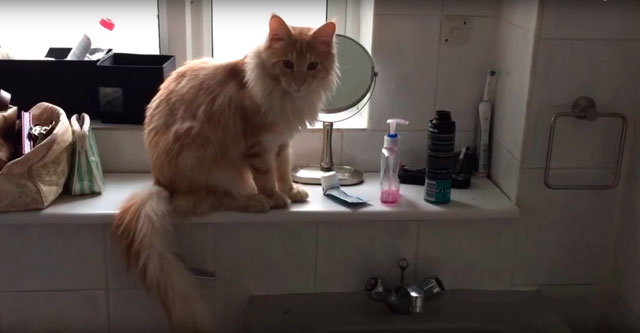 Кот прибирается в ванной