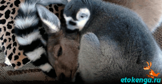 Лемур укладывает кенгуру спать