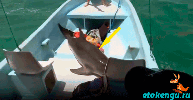 Дельфин запрыгнул в лодку