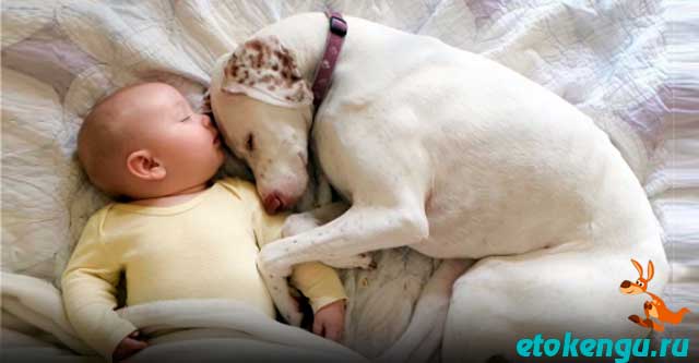 Спасенная собака ложится спать с младенцем