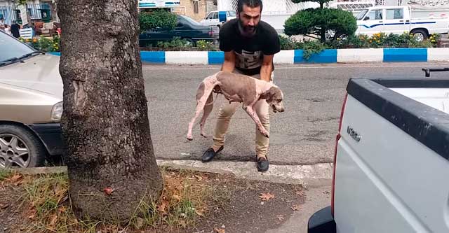 Иранец спас собаку