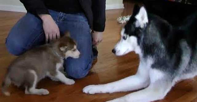 Собаки знакомятся с щенком