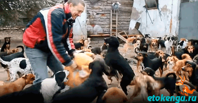 Мужчина спас 450 собак