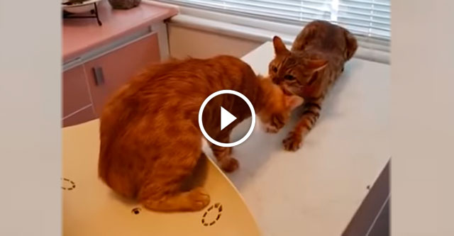 Кошка спасает друга из ветеринарной клиники