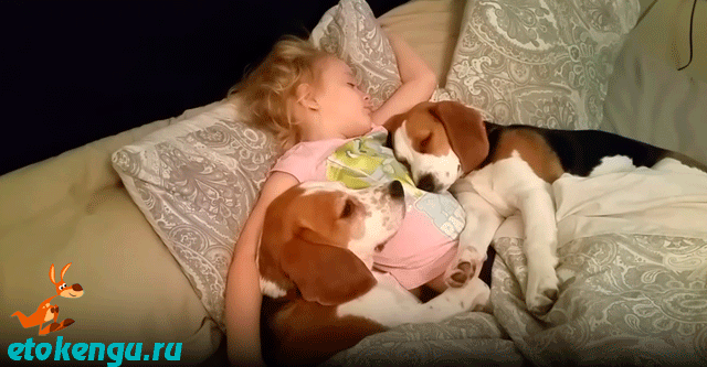 Девочка спит с собаками
