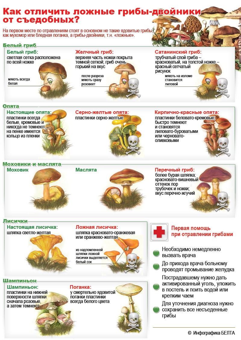 Детям про грибы съедобные и ядовитые с названиями и описаниями