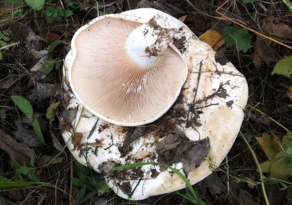 Как выглядят грибы грузди