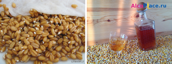 Как приготовить самогон из пшеницы - от приготовления зерновой браги до перегонки