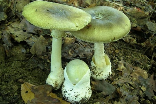 Ядовитые пластинчатые грибы