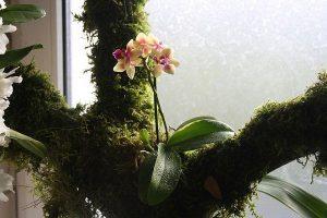 Орхидея на коряге