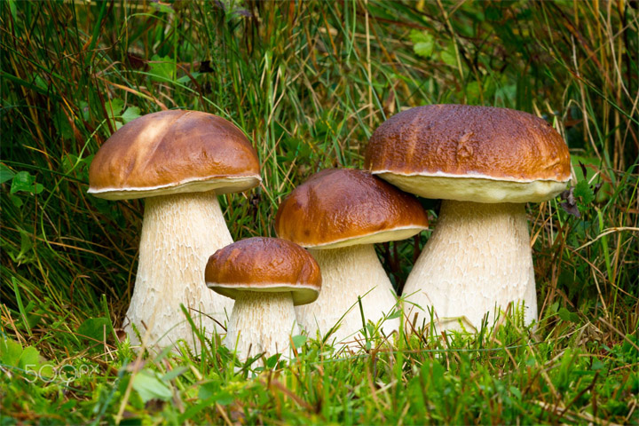 Ложные белые грибы как отличить фото