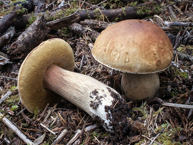 Белый гриб, как отличить от ложного белого гриба - описание, фото 2