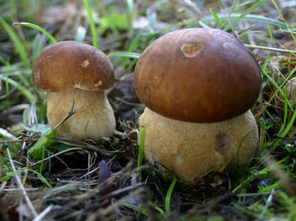 Белый гриб, как отличить от ложного белого гриба - описание, фото 3