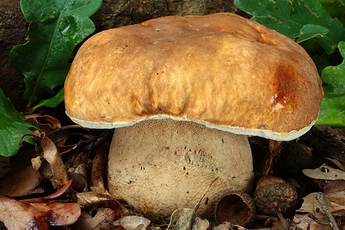Белый гриб, как отличить от ложного белого гриба - описание, фото 4
