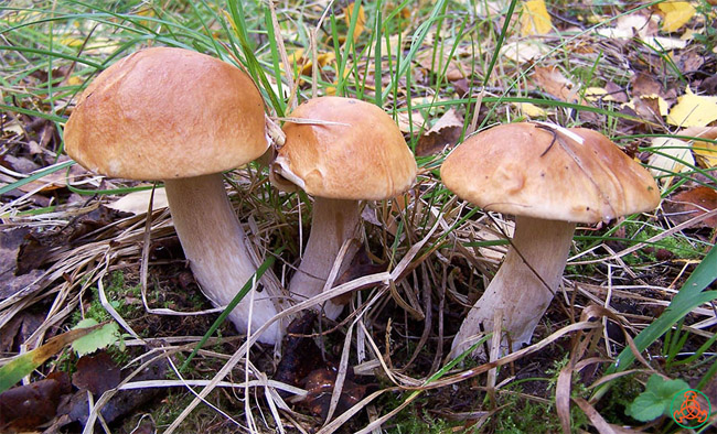 Белый гриб, как отличить от ложного белого гриба - описание, фото 5