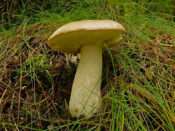 Белый гриб, как отличить от ложного белого гриба - описание, фото 6