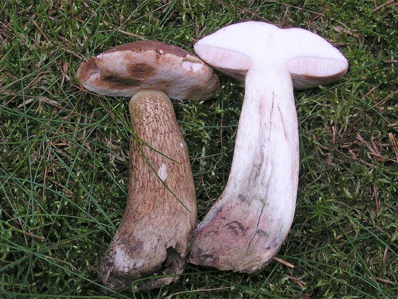 Белый гриб, как отличить от ложного белого гриба - описание, фото 7