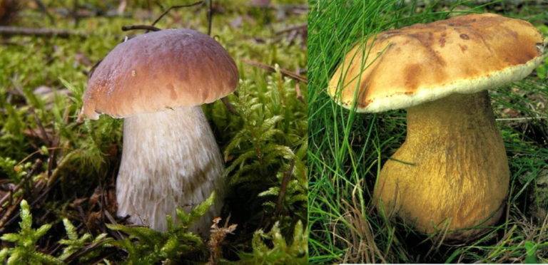 Белый гриб, как отличить от ложного белого гриба - описание, фото 8