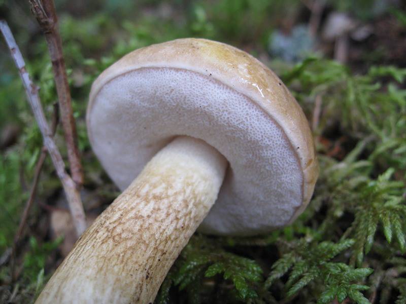 Белый гриб, как отличить от ложного белого гриба - описание, фото 9