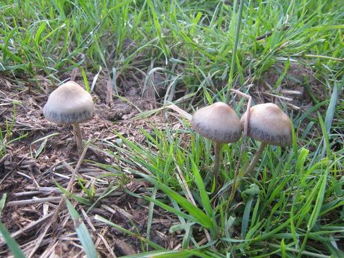 Псилоцибиновые грибы сезон