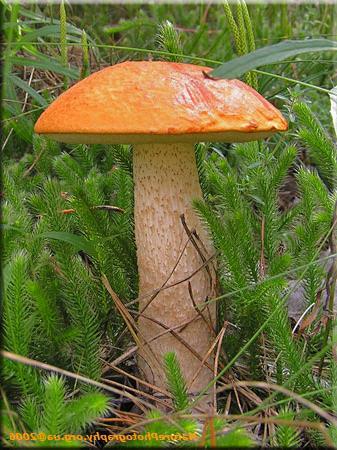 Трубчатые грибы примеры