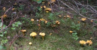 какие грибы съедобные