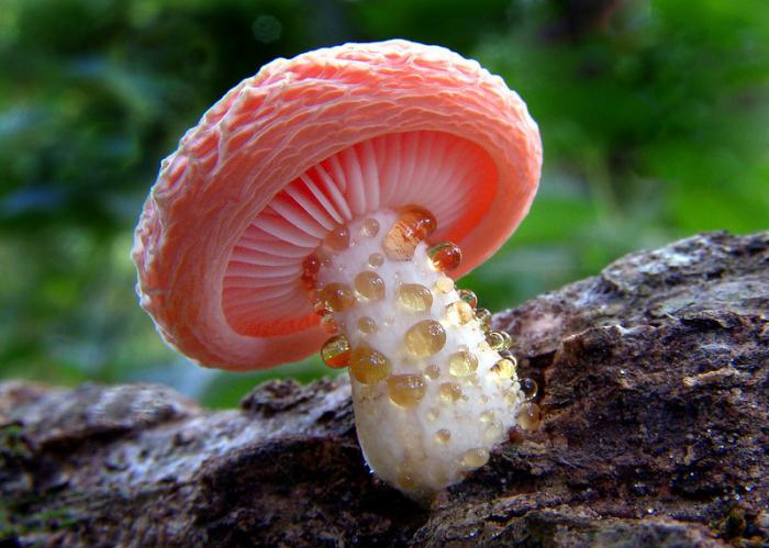 необычные съедобные грибы